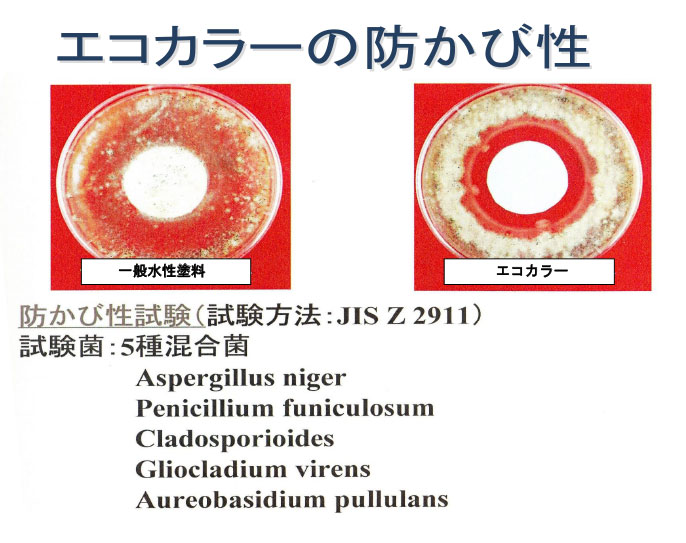 エコカラーの防カビ性