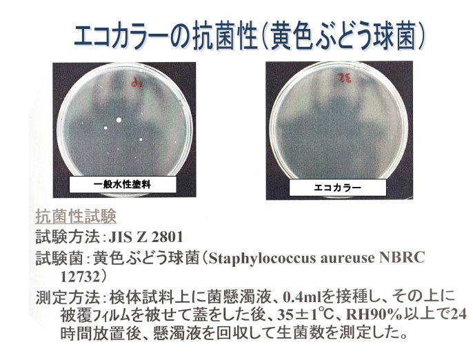 エコカラーの抗菌性（黃色ぶどう球菌）